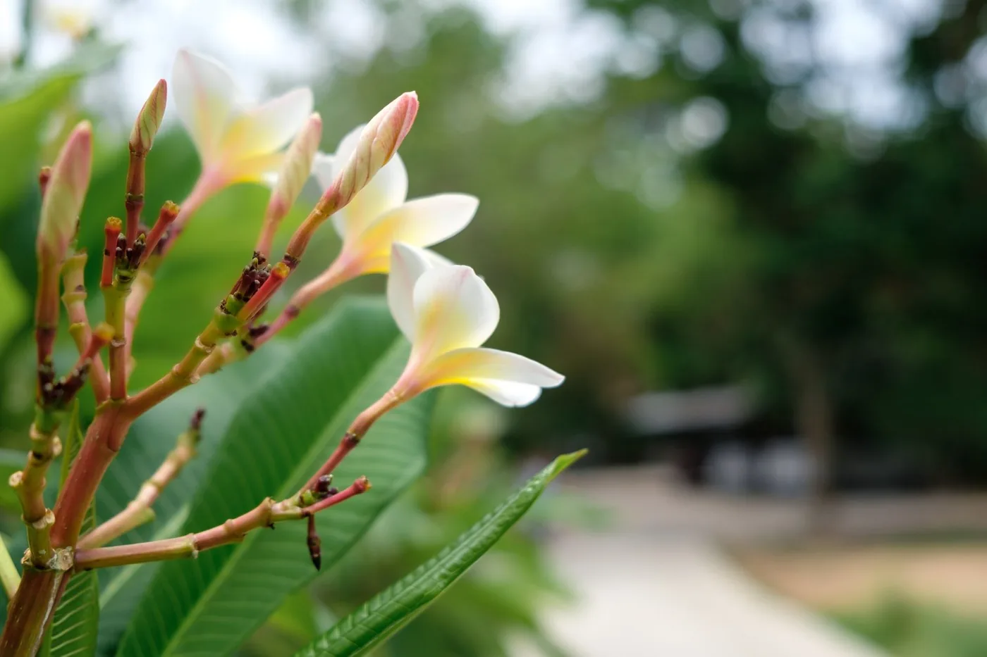 Frangipani flowers blooming along the quiet path to the foundation's dojo